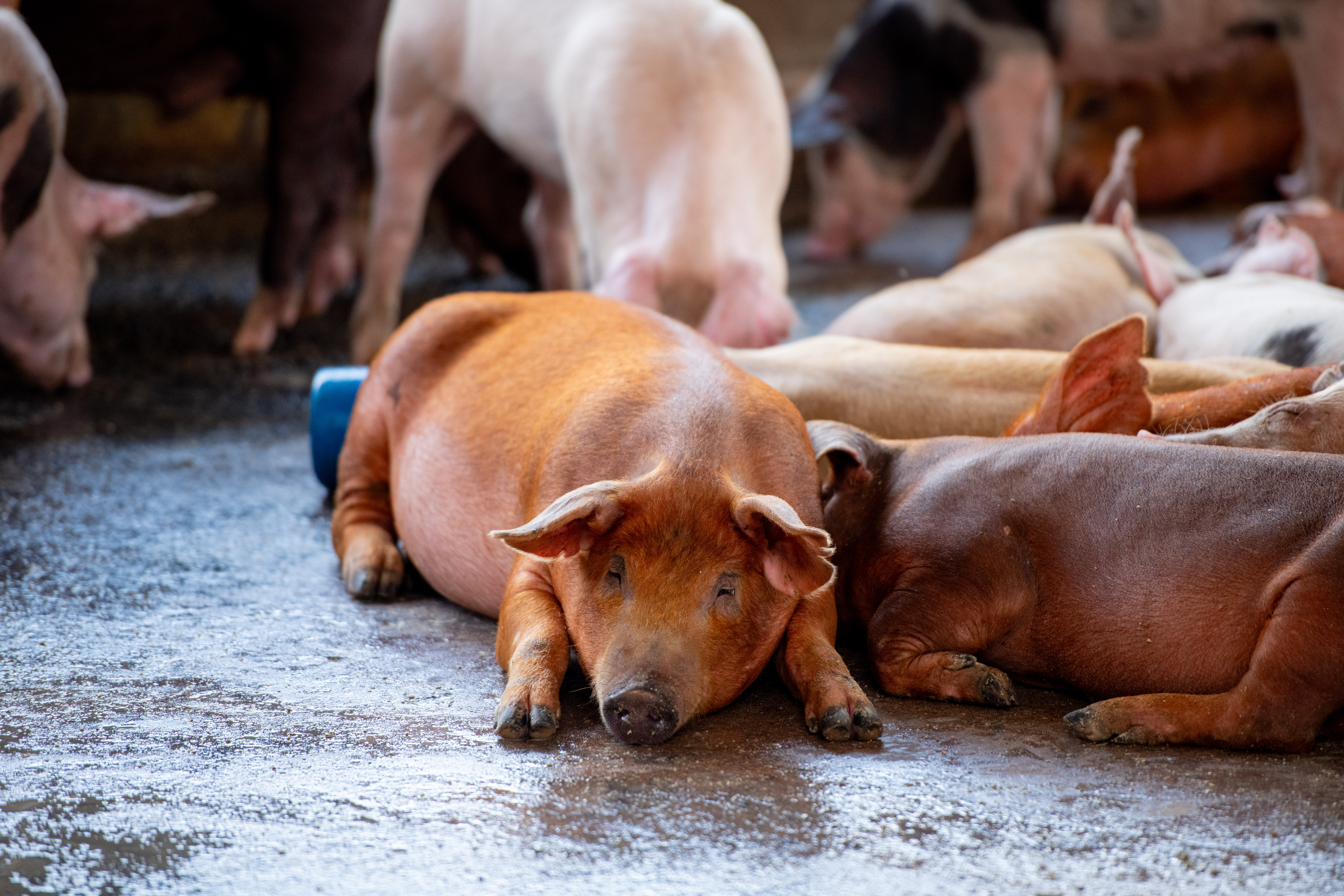 Pig Estates