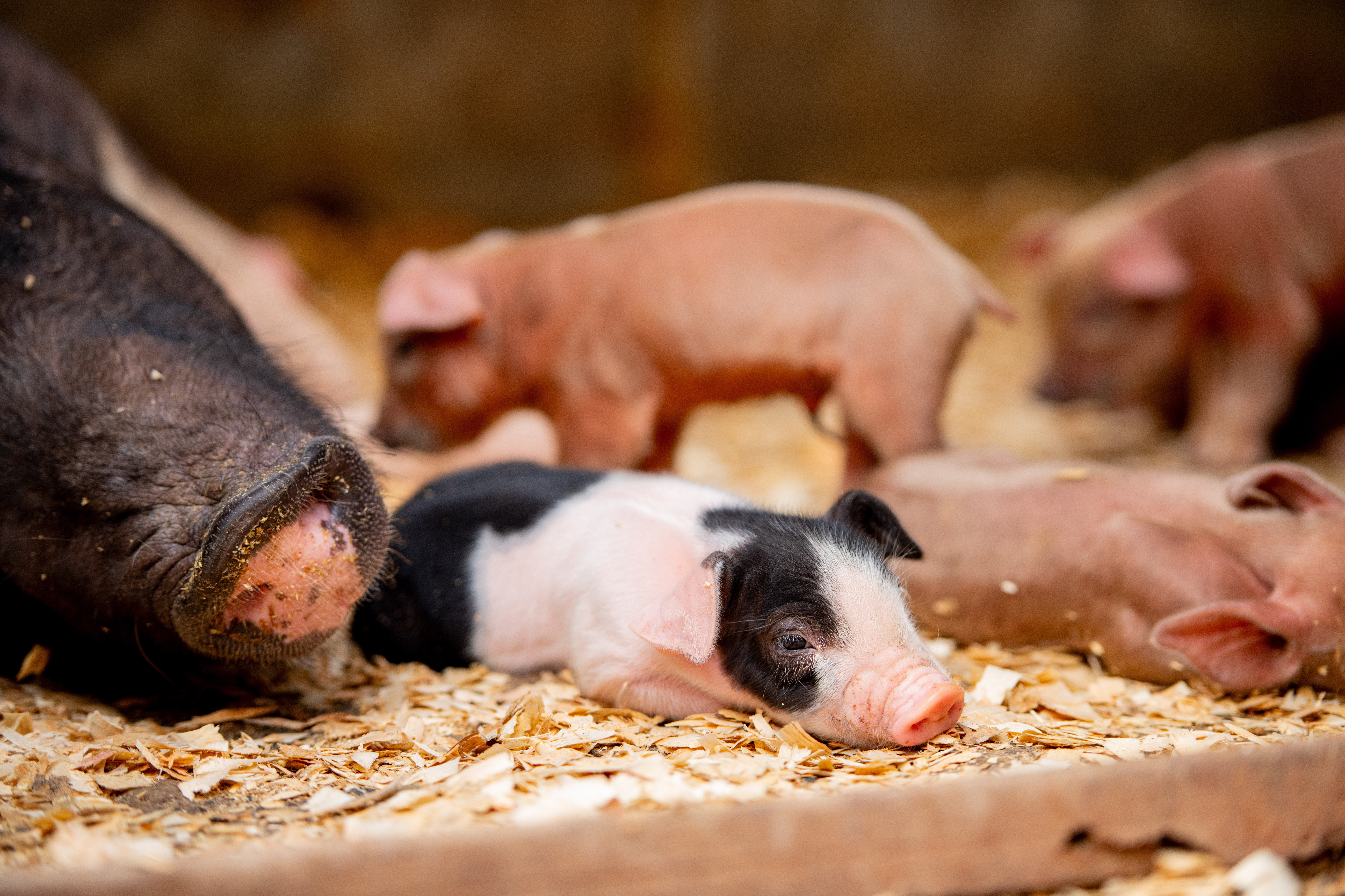 Camborough Gilts